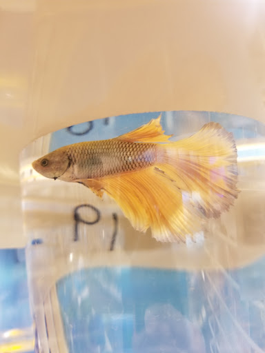 Pet Supply Store «PetSmart», reviews and photos, 2216 E Springs Dr, Madison, WI 53704, USA