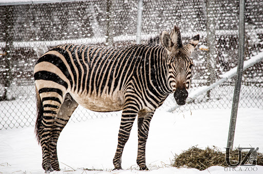 Zoo «Utica Zoo», reviews and photos, 1 Utica Zoo Way, Utica, NY 13501, USA