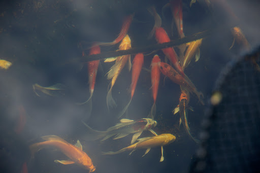 Pond Fish Supplier «The Funky Koi. Pet, Pond, Water Garden, Equine and Farm Supplies», reviews and photos, 41 Porter St, Berkley, MA 02779, USA