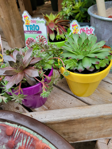 Florist «Bayport Flower Houses, Inc.», reviews and photos, 940 Montauk Hwy, Bayport, NY 11705, USA