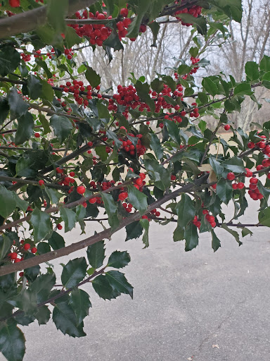 Campground «Boston / Cape Cod KOA Holiday», reviews and photos, 438 Plymouth St, Middleborough, MA 02346, USA