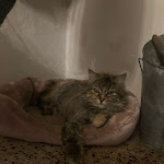 Photo n° 2 de l'avis de pat.l fait le 17/10/2023 à 08:00 pour Nancy Emmanuel à Mazères