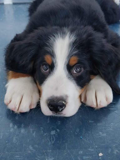 Pet Store «Puppies Plus LLC», reviews and photos, 6405 S Virginia St # 1, Reno, NV 89511, USA