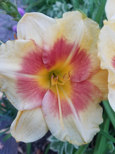 Supermarket «Stop & Shop», reviews and photos, 56 Shank Painter Rd, Provincetown, MA 02657, USA