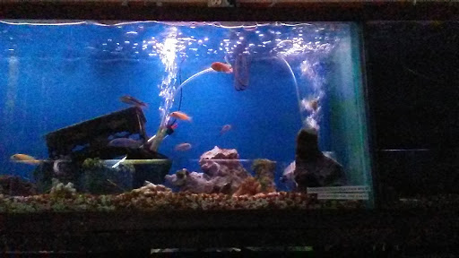Tropical Fish Store «Midway Tropical Fish & Pets», reviews and photos, 24101 Pacific Hwy S, Kent, WA 98032, USA