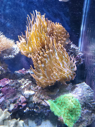 Tropical Fish Store «Fish Den Inc.», reviews and photos, 5055 W 44th Ave, Denver, CO 80212, USA