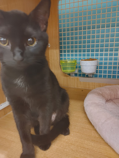 Pet Supply Store «Petco Animal Supplies», reviews and photos, 517 N 3rd Pl, Manhattan, KS 66502, USA