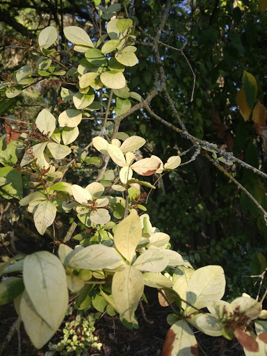 Park «Sacajawea Park», reviews and photos, 1401 S Dash Point Rd, Federal Way, WA 98003, USA