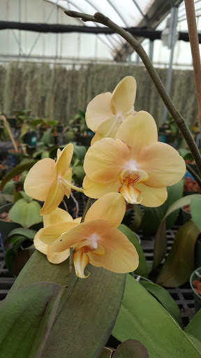 Florist «Dr Delphinium Flower & Orchid House», reviews and photos, 513 W Campbell Rd, Richardson, TX 75080, USA