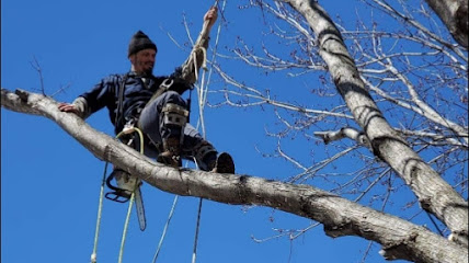 Hanson's Tree Climbing Contractors