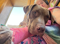 Pearland Animal Hospital - Photo 5 - Car repair in Pearland, TX, League City