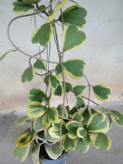 Yên' Hoya ( Cẩm Cù )