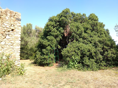 Pistachier Lentisque élu arbre de l'année 2011 à Ghisonaccia
