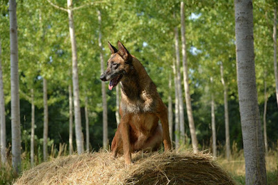 Centre d'Education Canine du Sarladais à Groléjac