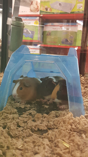 Pet Supply Store «Petco Animal Supplies», reviews and photos, 438 Southbridge St, Auburn, MA 01501, USA