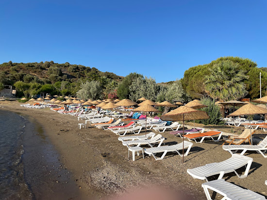 Pollen Tatil Koyu
