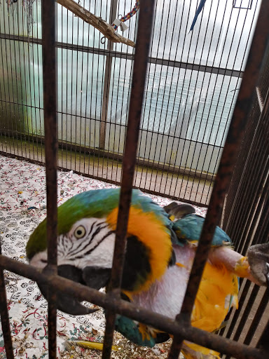 Florist «Meier Flowerland & Greenhouse», reviews and photos, 8087 Grand River Ave, Brighton, MI 48114, USA