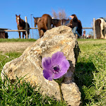 Photo n°1 de l'avis de Giuliana.e fait le 21/02/2021 à 19:58 sur le  Sulla Collina à Castelnuovo di Farfa