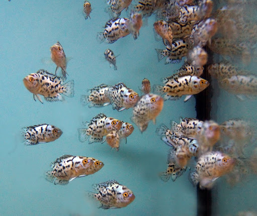 Aquarium «Beltway Aquarium», reviews and photos, 3306 Crain Hwy, Waldorf, MD 20603, USA