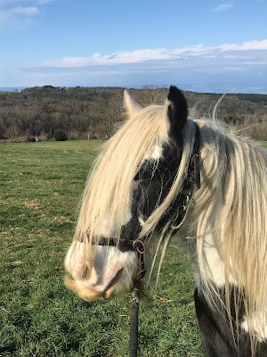 Élevage des Adrets - Irish cob à Chevrières