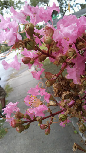 Park «Henry & Ola Park», reviews and photos, 502 W Henry Ave, Tampa, FL 33604, USA