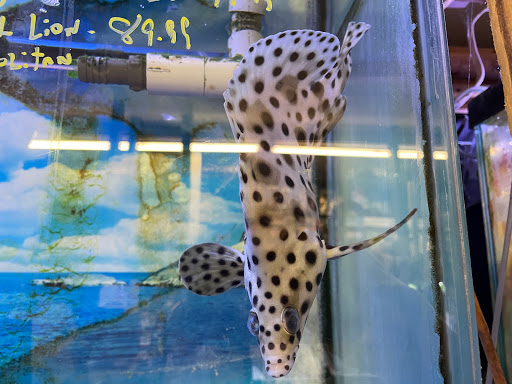 Pet Store «Critter Pet Shop», reviews and photos, 19309 Ecorse Rd, Allen Park, MI 48101, USA