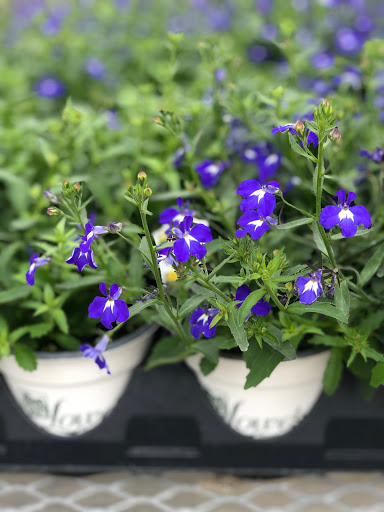 Garden Center «Lowes Greenhouse, Florist & Gift Shop», reviews and photos, 16540 Chillicothe Rd, Chagrin Falls, OH 44023, USA