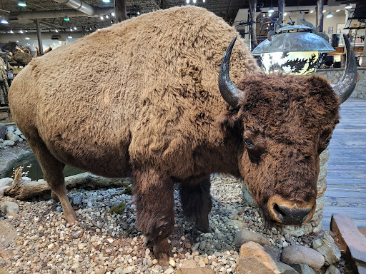 Sporting Goods Store «Bass Pro Shops», reviews and photos, 2501 Bass Pro Dr, Grapevine, TX 76051, USA