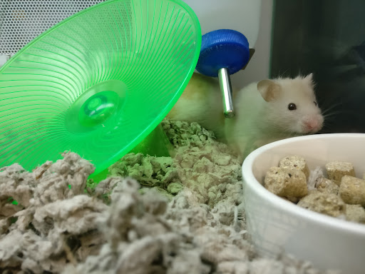 Pet Supply Store «Petco Animal Supplies», reviews and photos, 3012 Bridgepointe Pkwy, San Mateo, CA 94404, USA