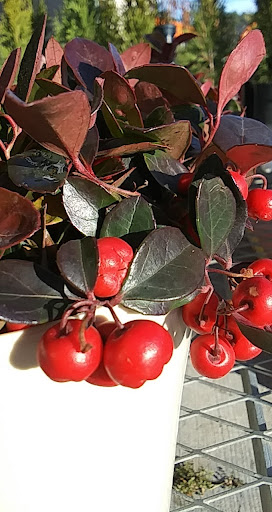 Home Improvement Store «The Home Depot», reviews and photos, 6921 Walton Ln, Gloucester Courthouse, VA 23061, USA