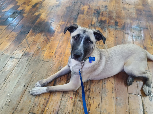 Paws-Itive Experience Pet Services