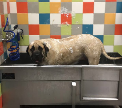 Pet Supply Store «Unleashed by Petco», reviews and photos, 1572 Foothill Blvd, La Verne, CA 91750, USA