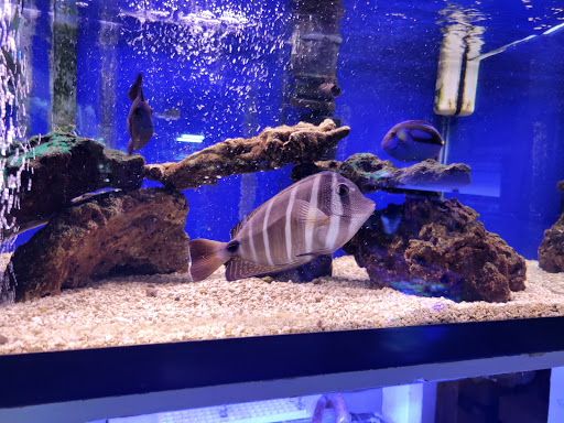 Tropical Fish Store «Emmons Tropical Fish & Ponds», reviews and photos, 1612 Hopmeadow St, Simsbury, CT 06070, USA