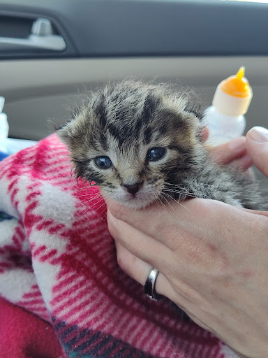 Pet Supply Store «PetSmart», reviews and photos, 310 N White Horse Pike, Lawnside, NJ 08045, USA