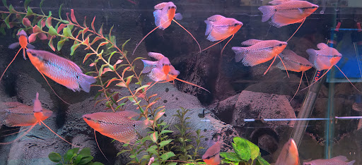 Pet Supply Store «Wet Spot Tropical Fish», reviews and photos, 4310 NE Hancock St, Portland, OR 97213, USA