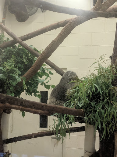 Zoo «Palm Beach Zoo & Conservation Society», reviews and photos, 1301 Summit Blvd, West Palm Beach, FL 33405, USA