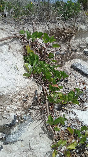 Bridge «Howard Frankland Bridge», reviews and photos, I-275, Tampa, FL 33609, USA
