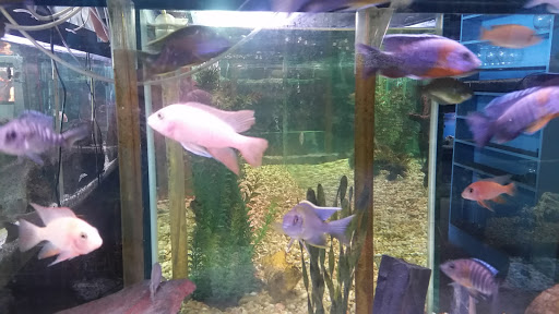 Tropical Fish Store «Golden Fish Aquariums», reviews and photos, 7145 W Colfax Ave, Lakewood, CO 80214, USA