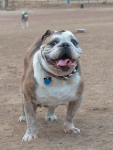 Dog Park «Grandview Dog Park», reviews and photos, 17500 E Quincy Ave, Aurora, CO 80015, USA