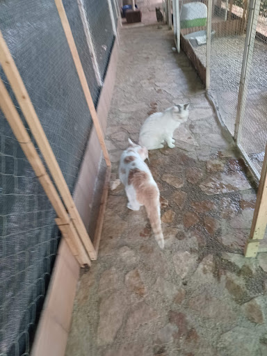 Pensioni per cani e dog hotel a I mici di Gloria