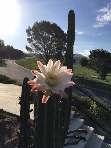 Funeral Home «Mount Sinai Simi Valley», reviews and photos, 6150 Mt Sinai Dr, Simi Valley, CA 93063, USA