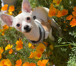 Fiesta Inn Durango photo