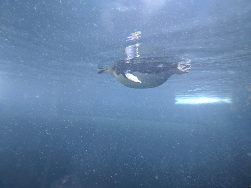 Zoo «Rainforest Pyramid», reviews and photos, 1 Hope Blvd, Galveston, TX 77554, USA