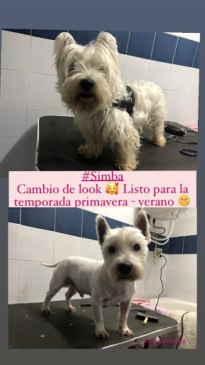 Veterinaria D. Moreno en Arroyo de San Serván