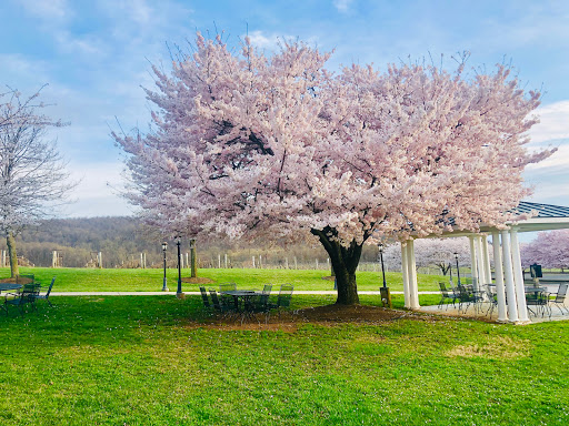 Vineyard «Breaux Vineyards», reviews and photos, 36888 Breaux Vineyards Ln, Purcellville, VA 20132, USA