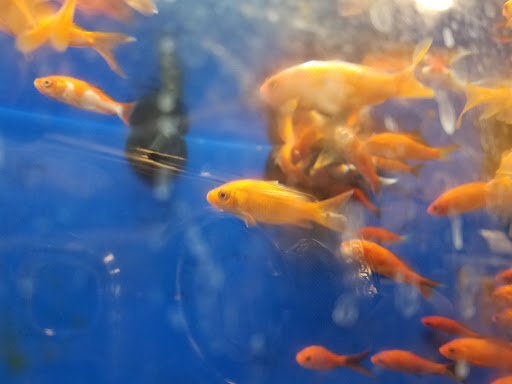 Pet Supply Store «PetSmart», reviews and photos, 2019 Forest Ave, Chico, CA 95928, USA