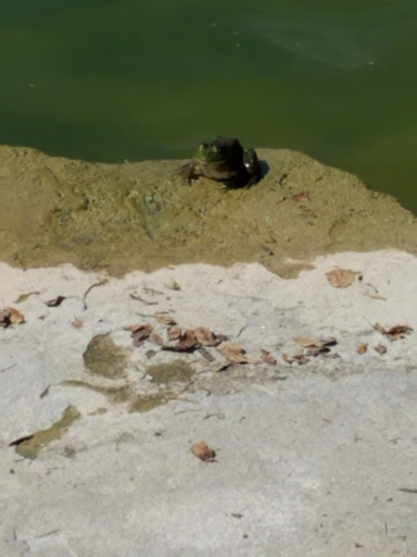 Fish Farm «Kloubec Koi», reviews and photos, 1375 Baxter Ave NW, Amana, IA 52203, USA