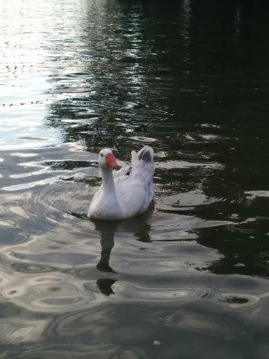 Park «Louisville Waterfront Park (Great Lawn, Harbor Lawn, Festival Plaza)», reviews and photos, 231 Witherspoon St, Louisville, KY 40202, USA