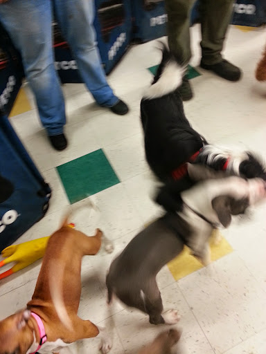 Pet Supply Store «Petco Animal Supplies», reviews and photos, 848 N Colony Rd c, Wallingford, CT 06492, USA