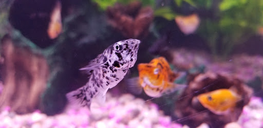 Pet Store «New England Tropical Pet», reviews and photos, 49 Drum Hill Rd, Chelmsford, MA 01864, USA